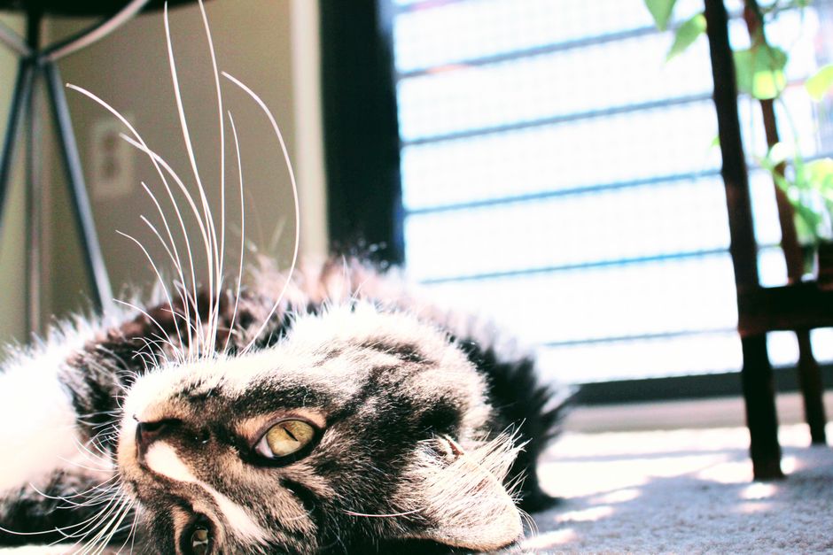 Playful cat enjoying the sun