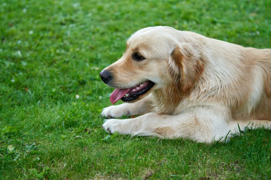 Happy golden retriever puppy