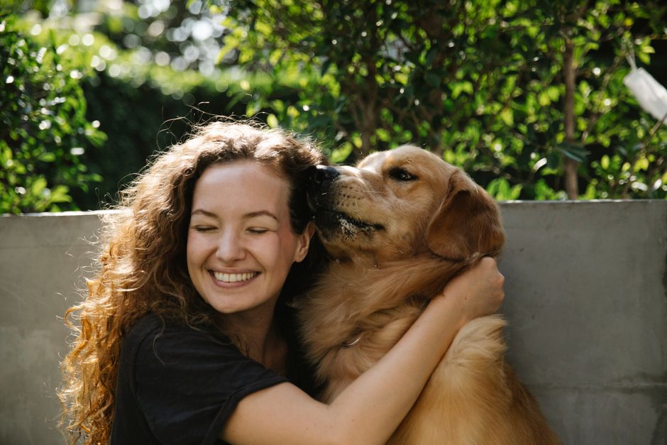 A calm, well-cared-for golden retriever