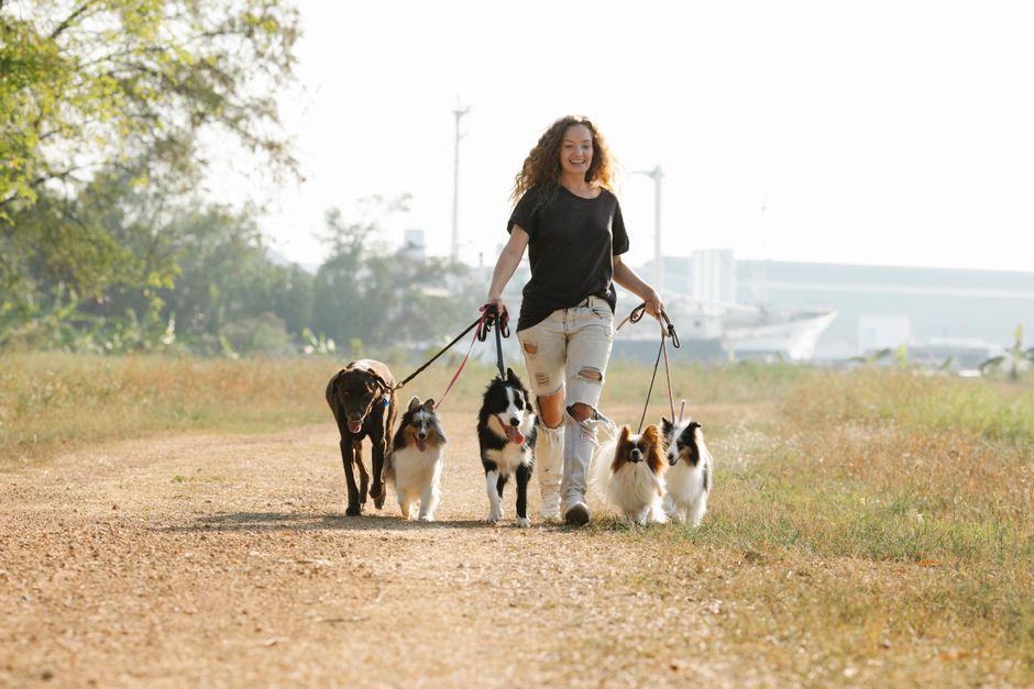 A dog out on a walk